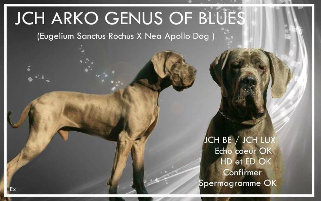 Arko genus of blue genus of blue