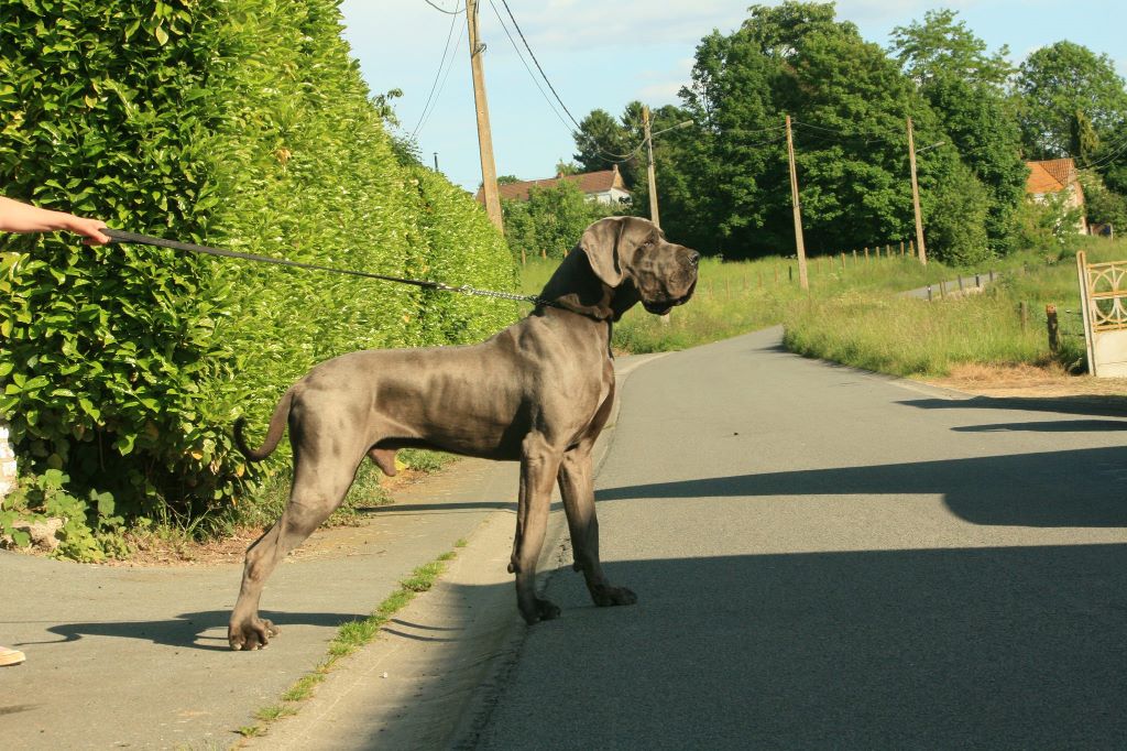 Arko genus of blue