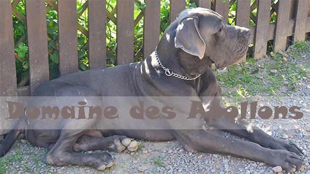 Hadès genus of blue